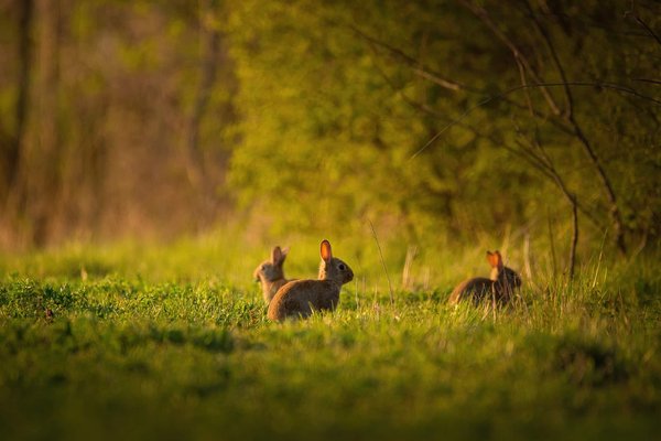Répulsif de lapins dans le jardin : les options disponibles sur le marché